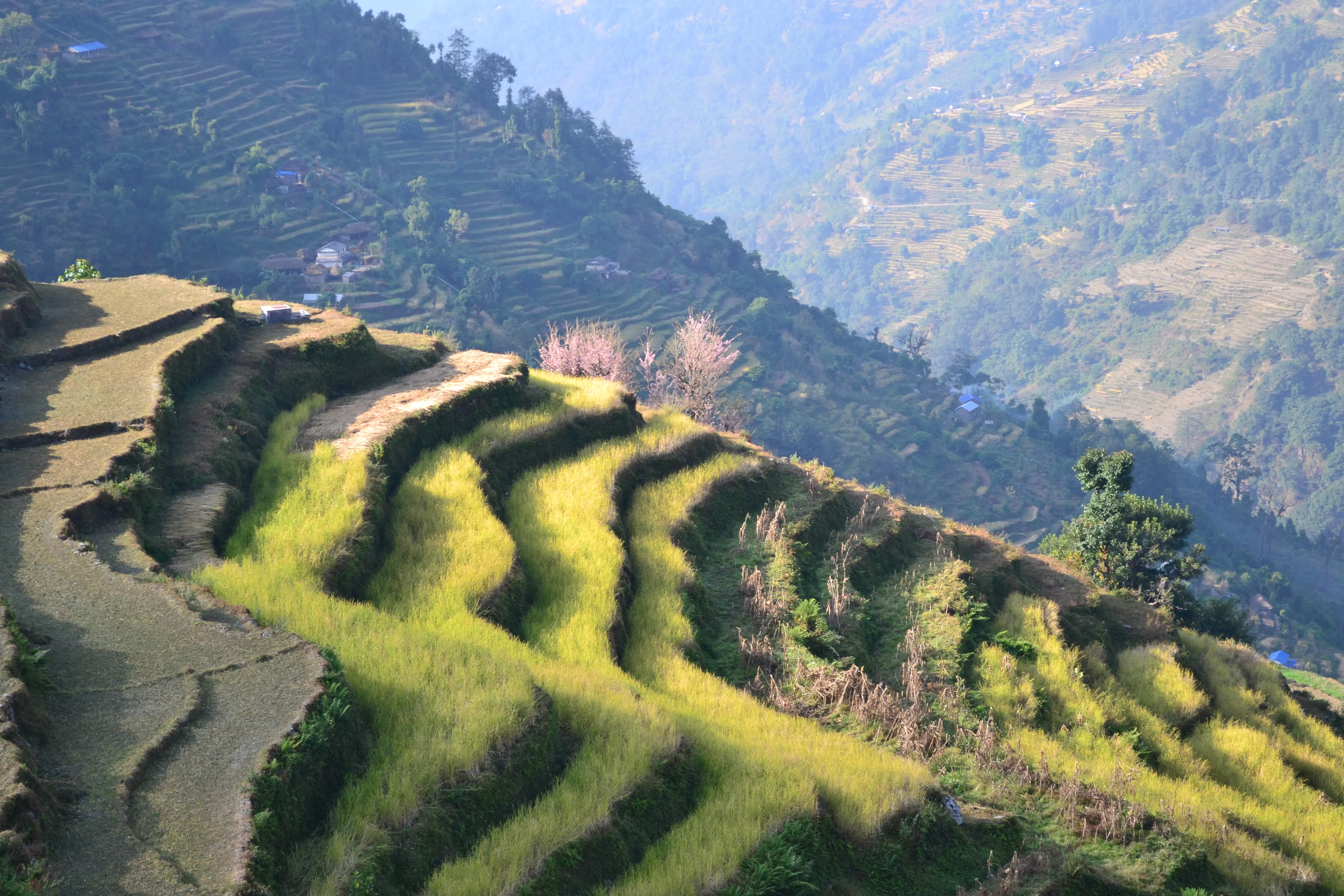 Terraces