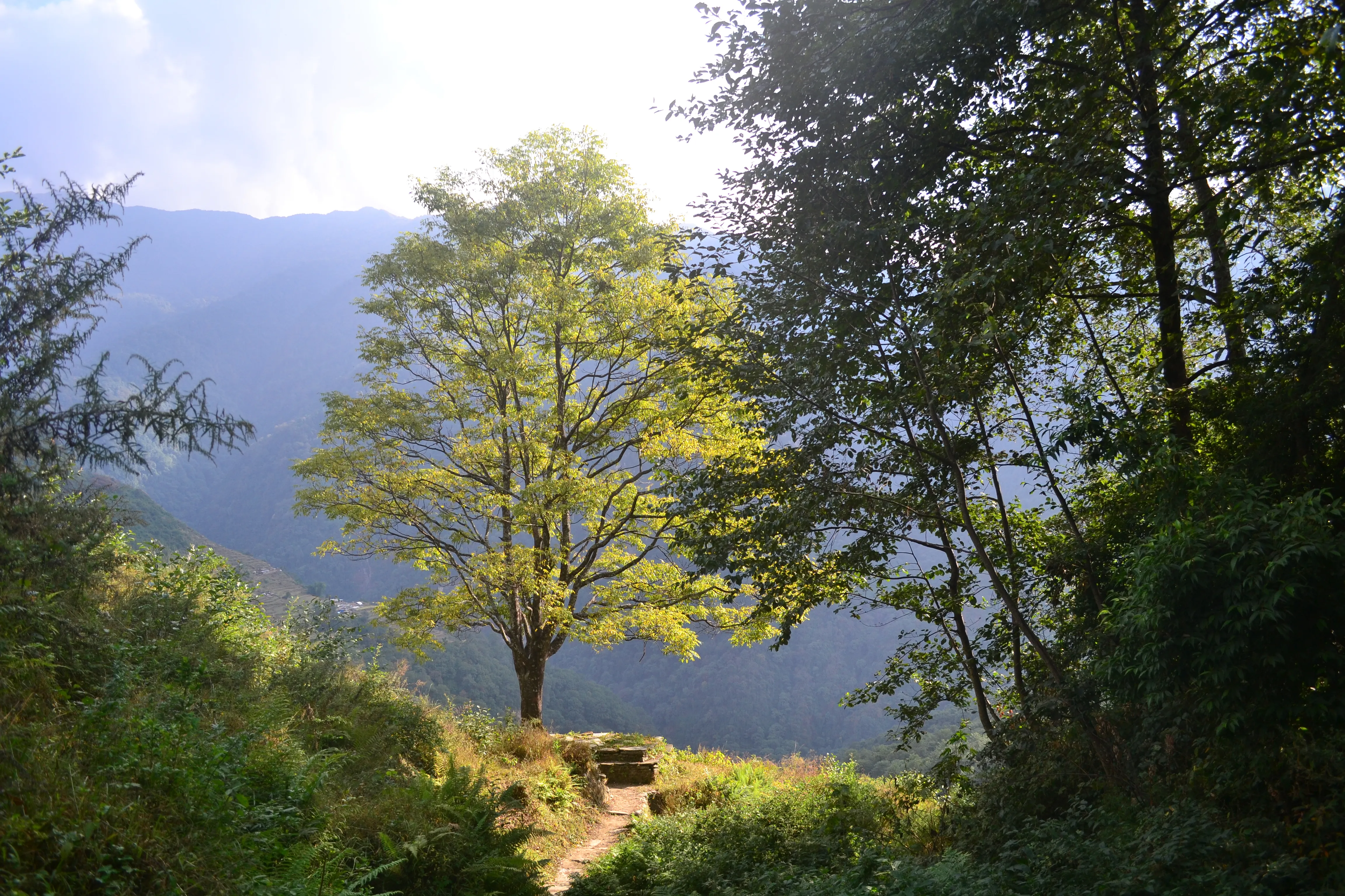 Mountain Tree